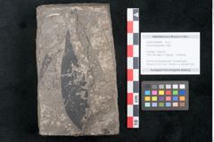 Foto (Objekt + Etikett) von Cassia phaseolites Unger (NHMW-GEO-2024-0188-8045)